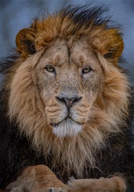 Chester Zoo Is A Roaring Success With Visitors